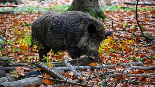 Cassinelle - Peste Suina Africana: un nuovo caso, salgono a 791 i cinghiali positivi in Piemonte