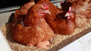 Focolaio di aviaria nel Monferrato: abbattute 30 mila galline, scattano le misure di sicurezza